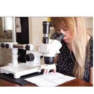 sl microscope